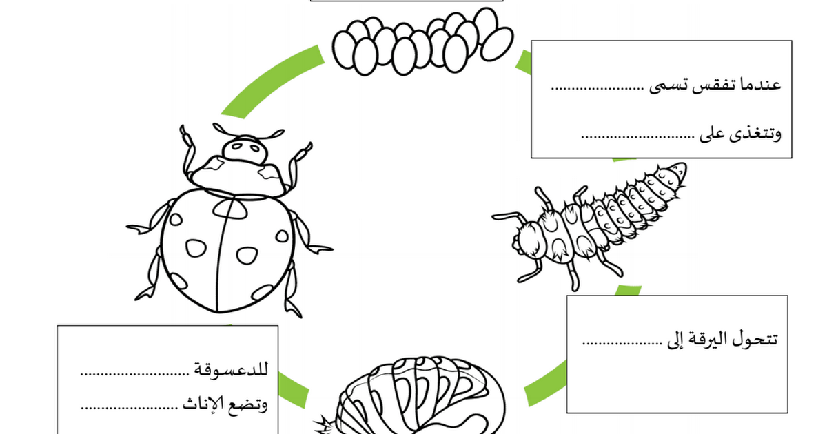 دورة حياة الضفدع ثالث ابتدائي